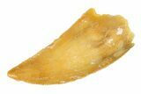 Serrated Raptor Tooth - Real Dinosaur Tooth #297540-1